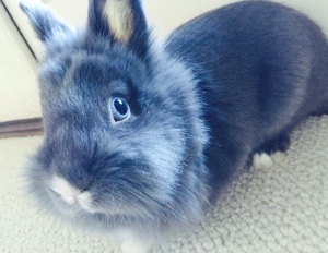 Meet Marlowe, the world's most adorable bunny.
